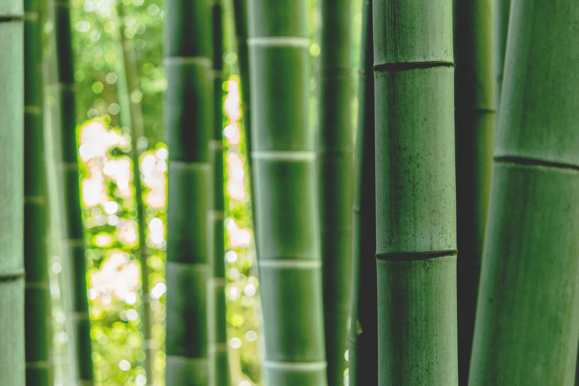 Le marché du bambou