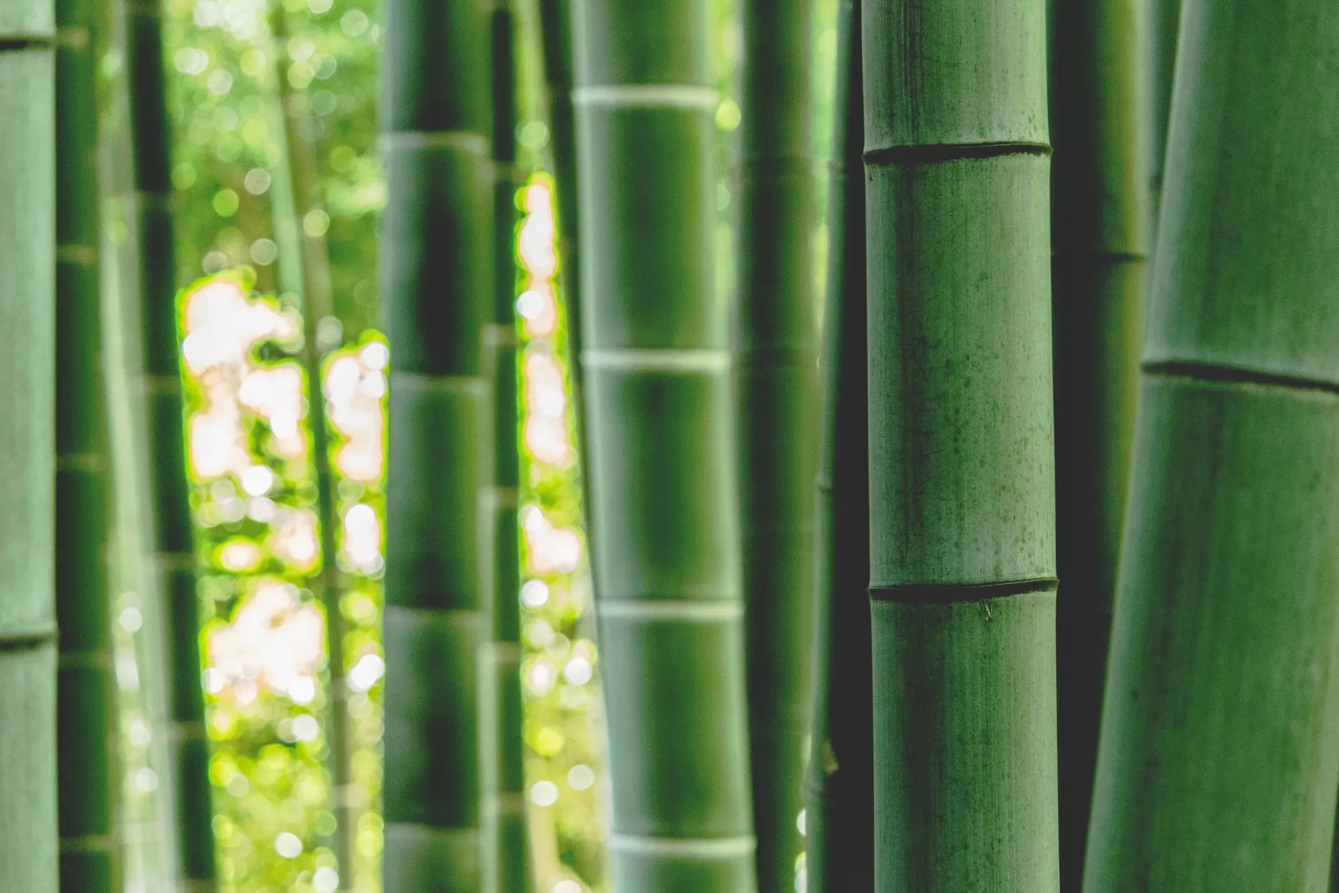 The bamboo market