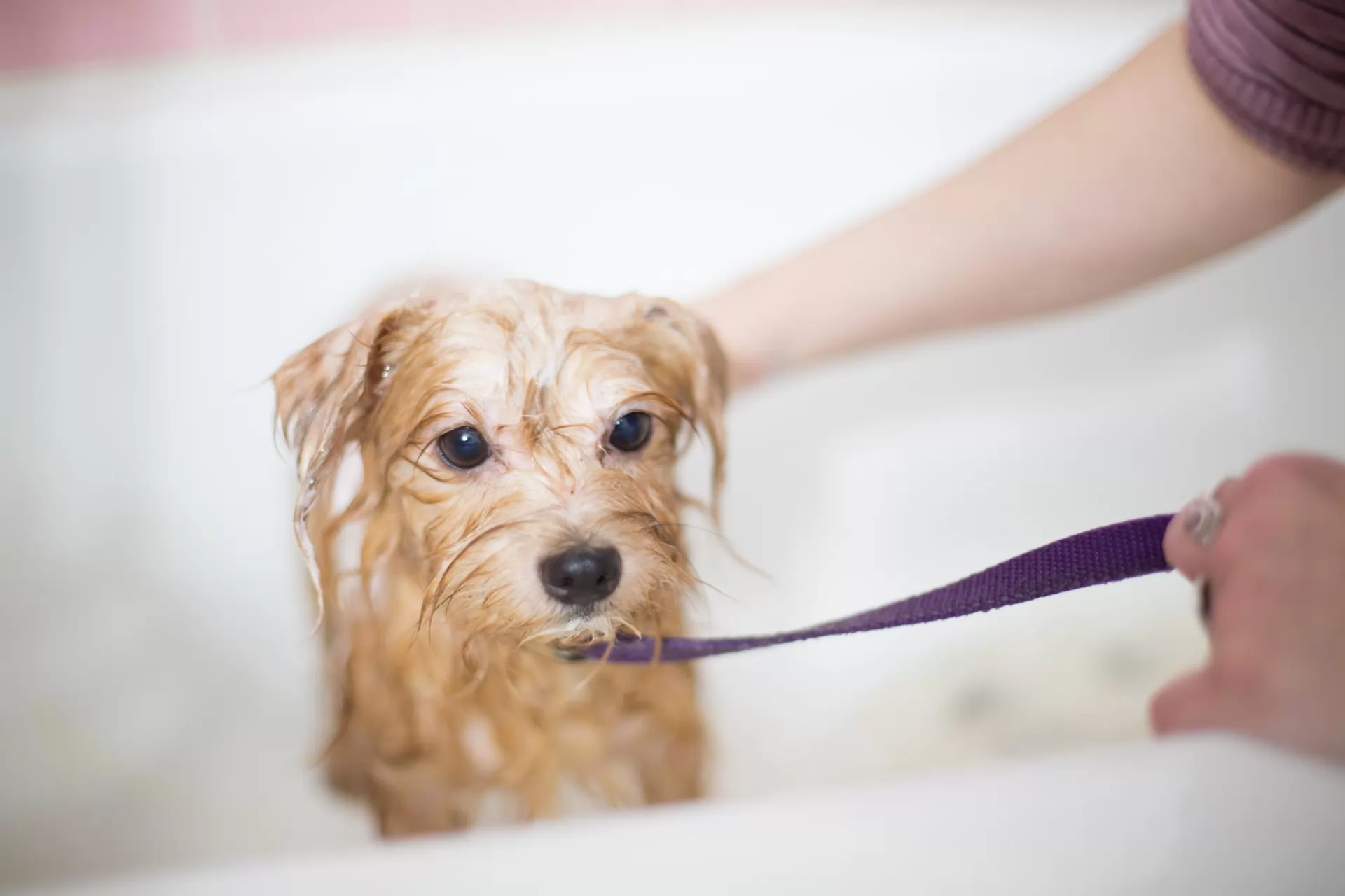 Le marché de toilettage pour animaux