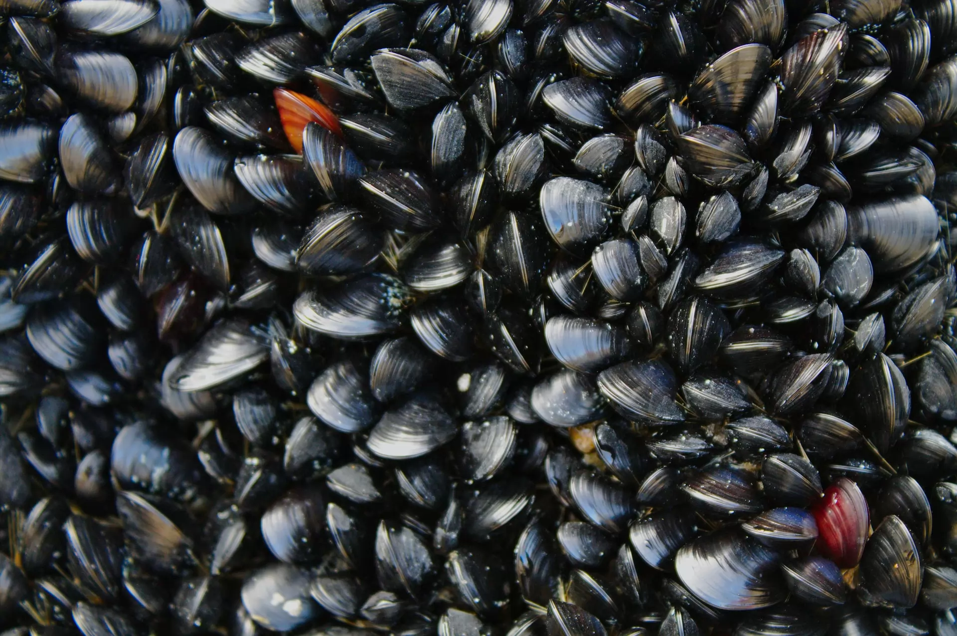 Le marché des moules