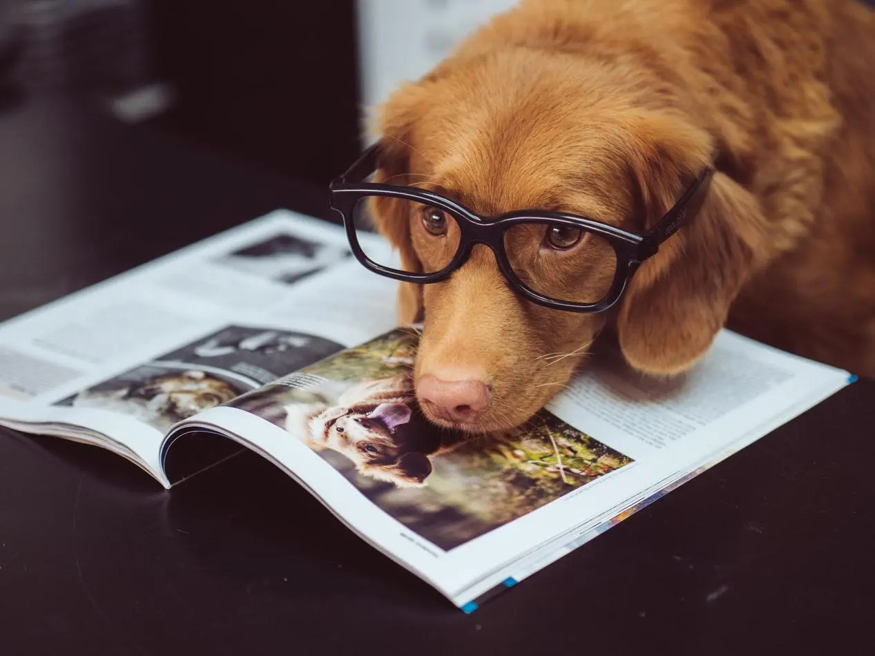 le marché des aliments pour animaux de compagnie