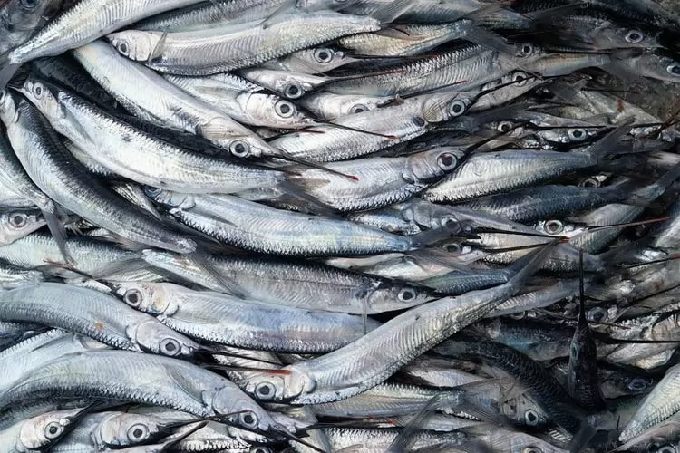 o mercado de peixe e frutos do mar