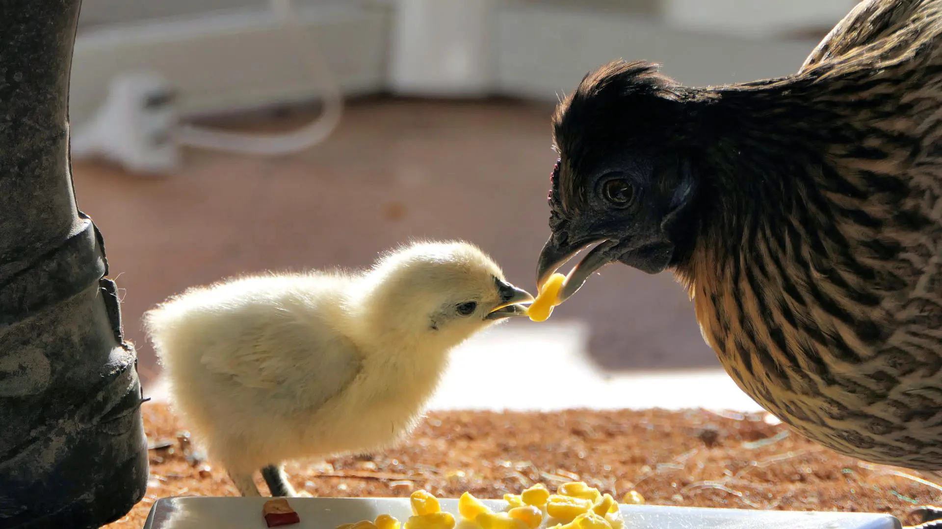 Le marché de l'alimentation des animaux de ferme