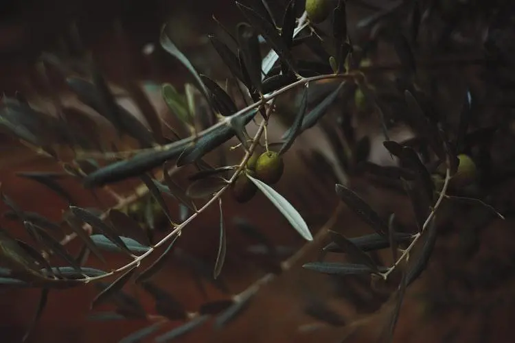 le marché de l'huile d'olive