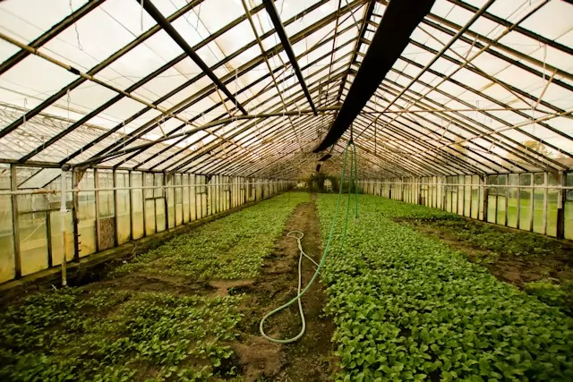 le marché de l’horticulture