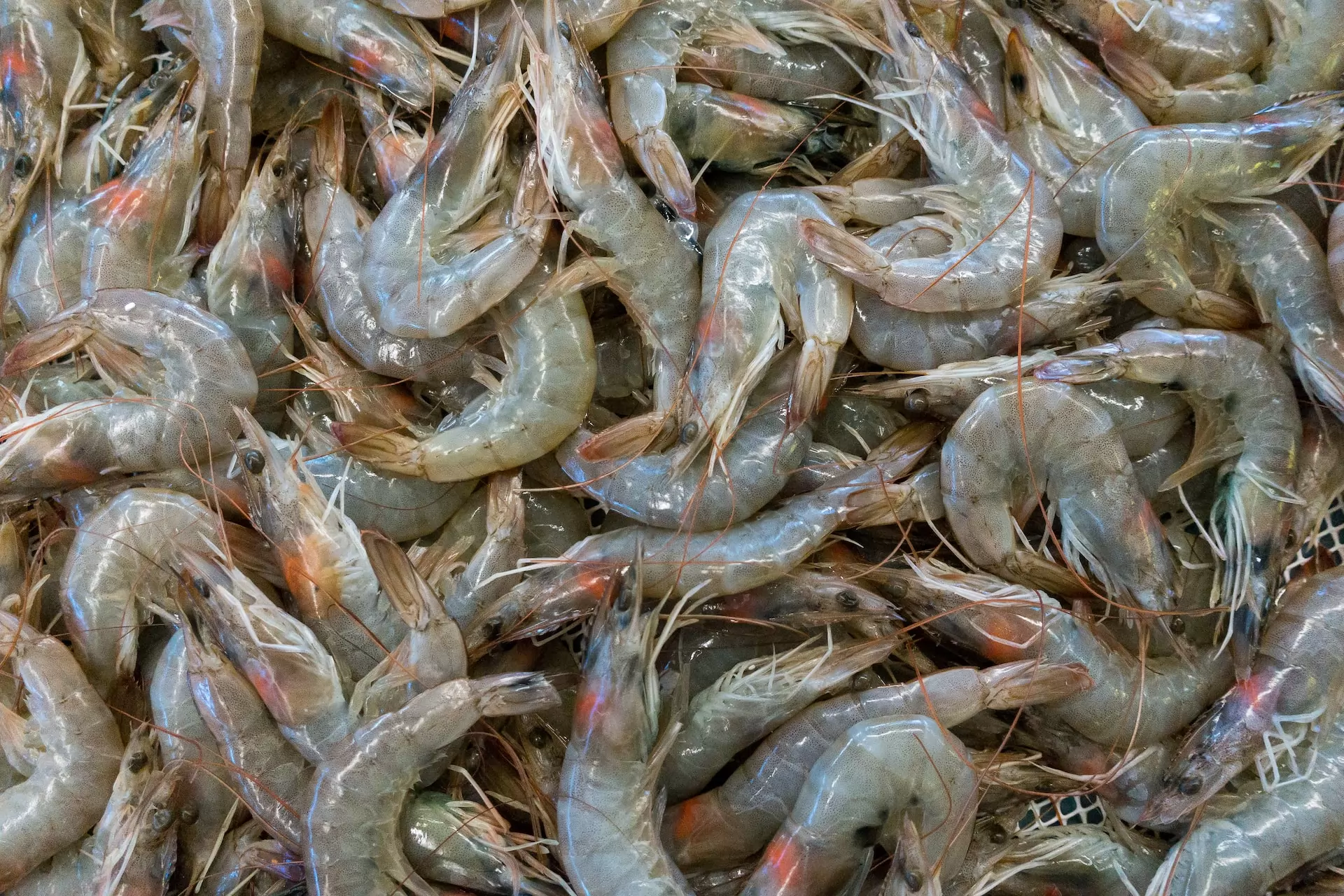 Le marché des crevettes