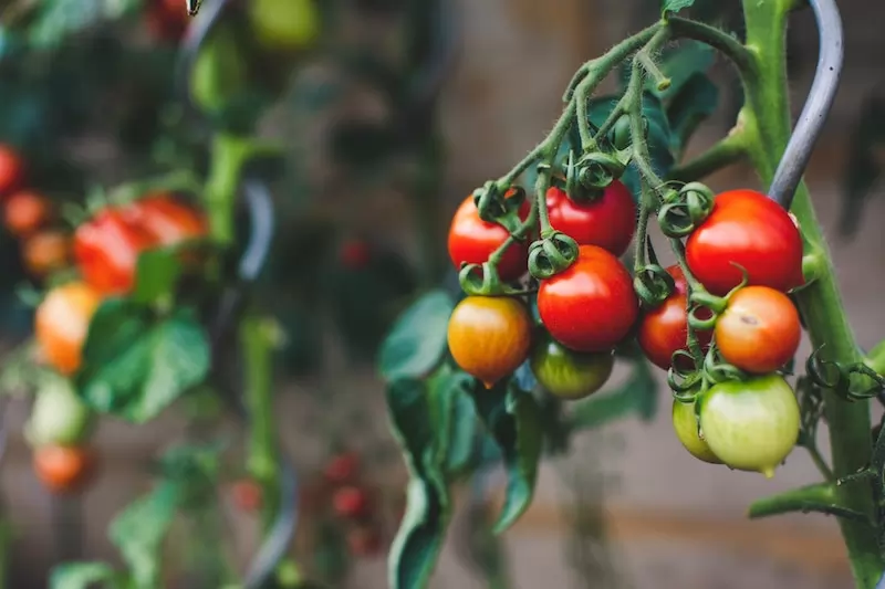il mercato dei pesticidi biologici