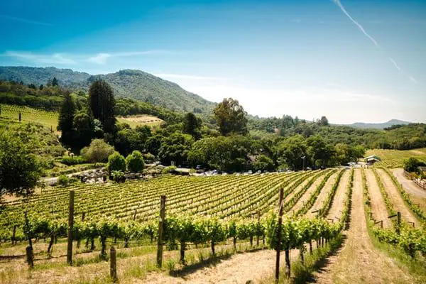 Der Markt für Bio-Wein