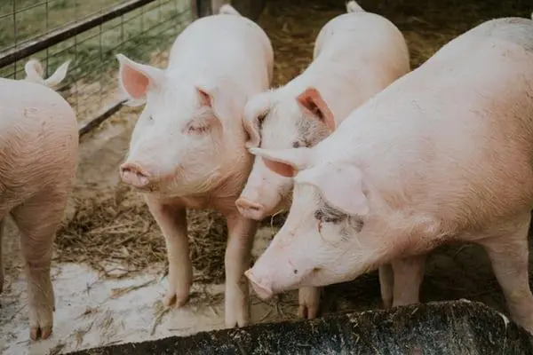 o mercado da carne suína