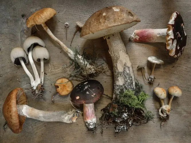 the mushroom market