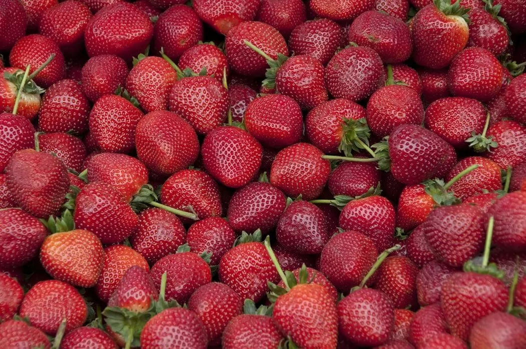o mercado das frutas e produtos hortícolas biológicos