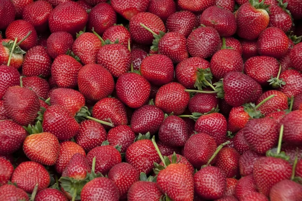 le marché des fruits et légumes bio