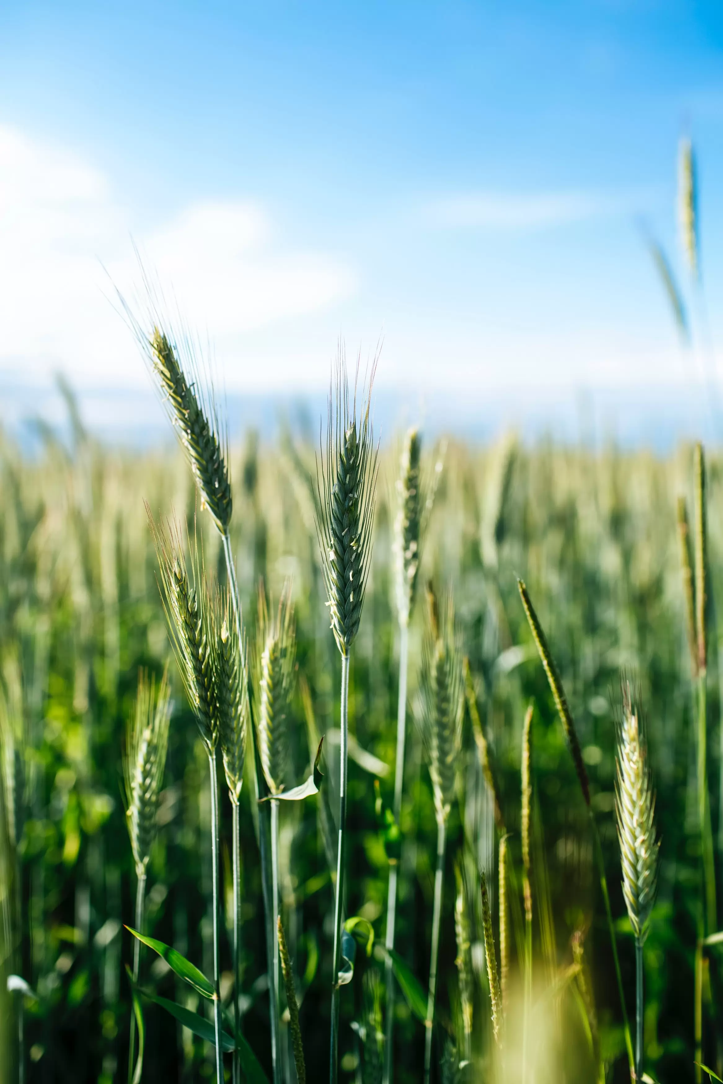 il mercato del grano