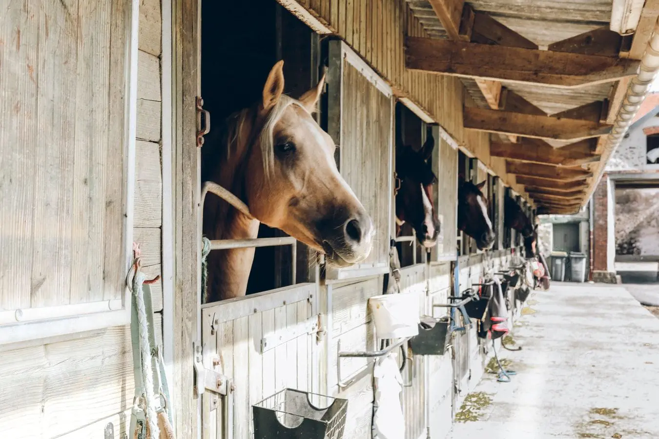 the veterinary market