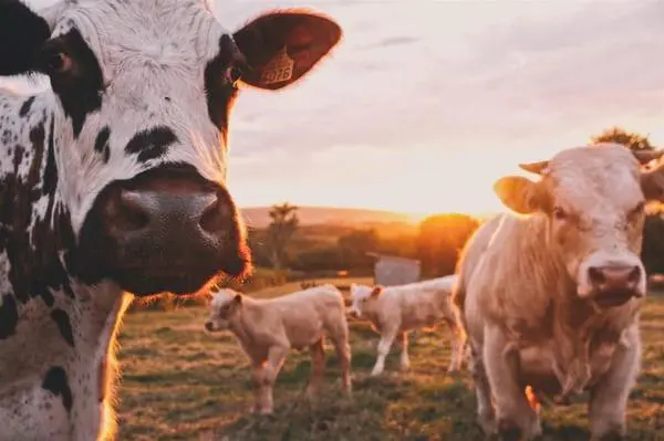 el mercado de la carne de vacuno