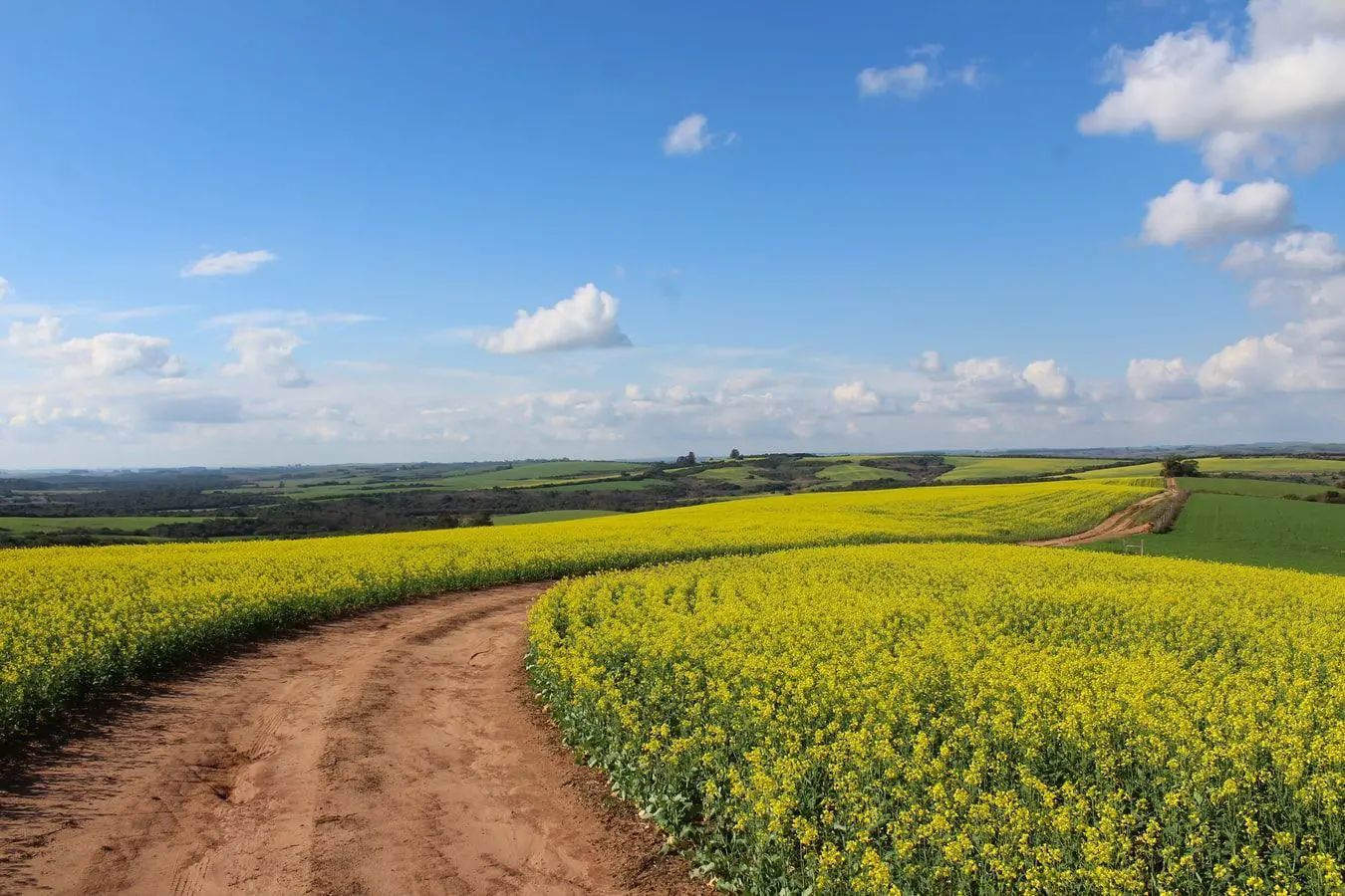 the rapeseed market