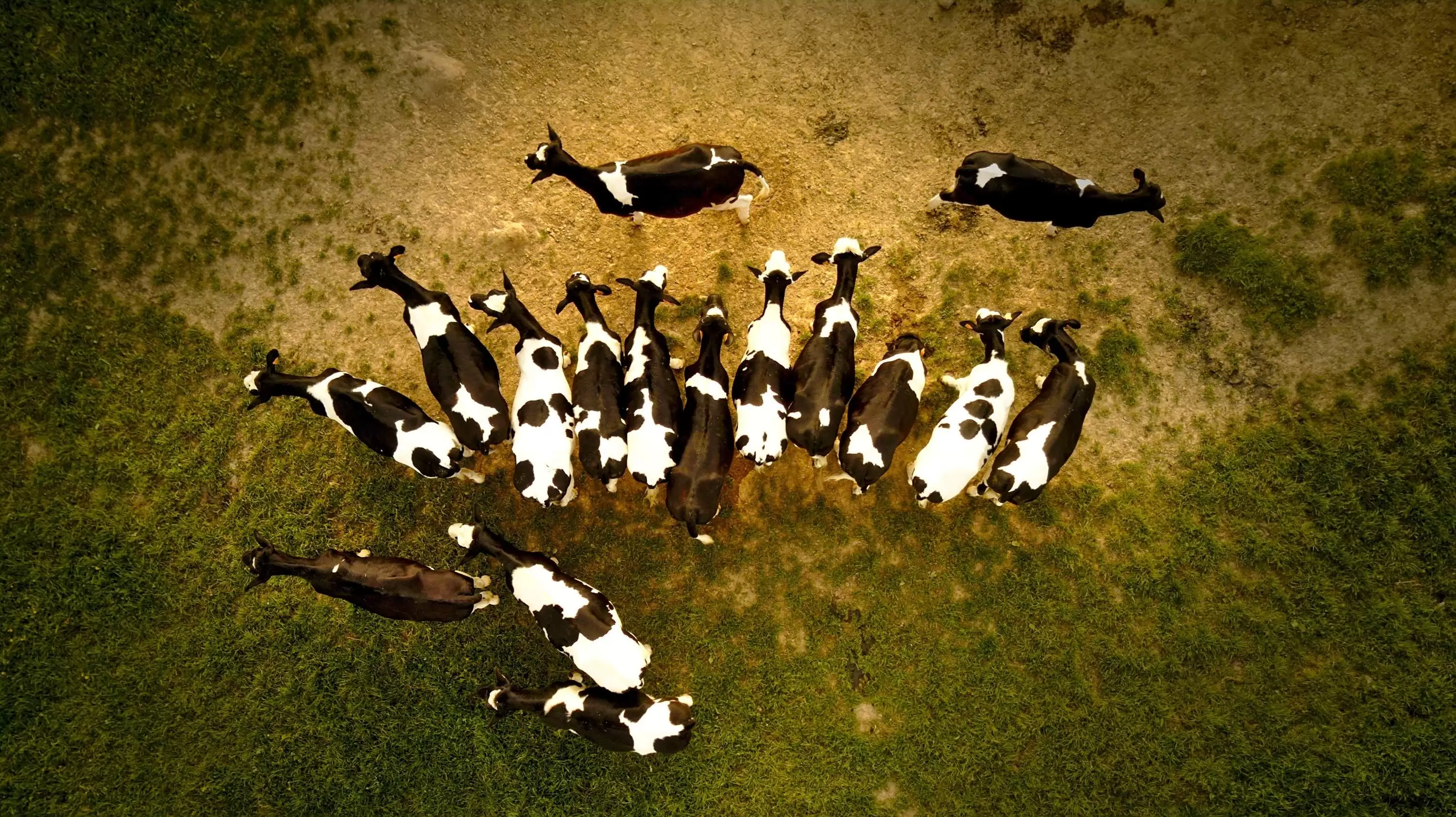 The cattle farmers' market in France