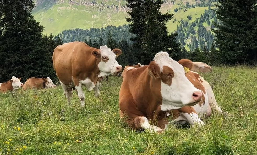 le marché de la viande