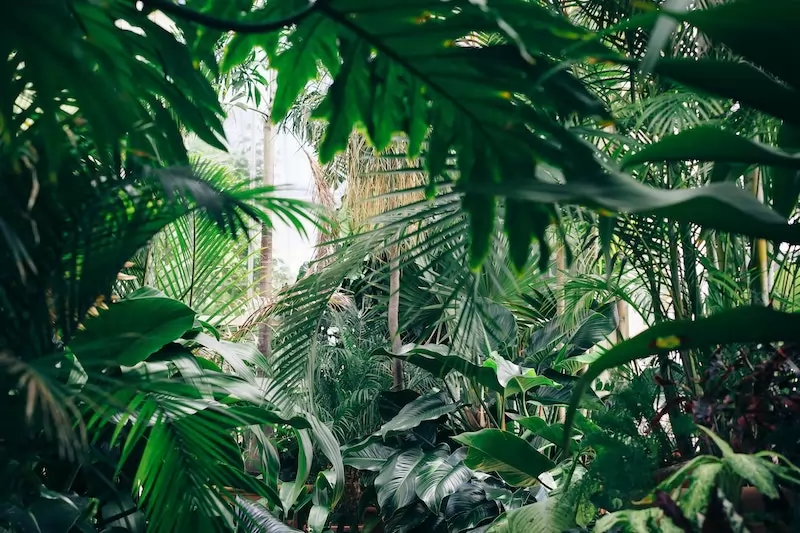 le marché de l'huile de palme