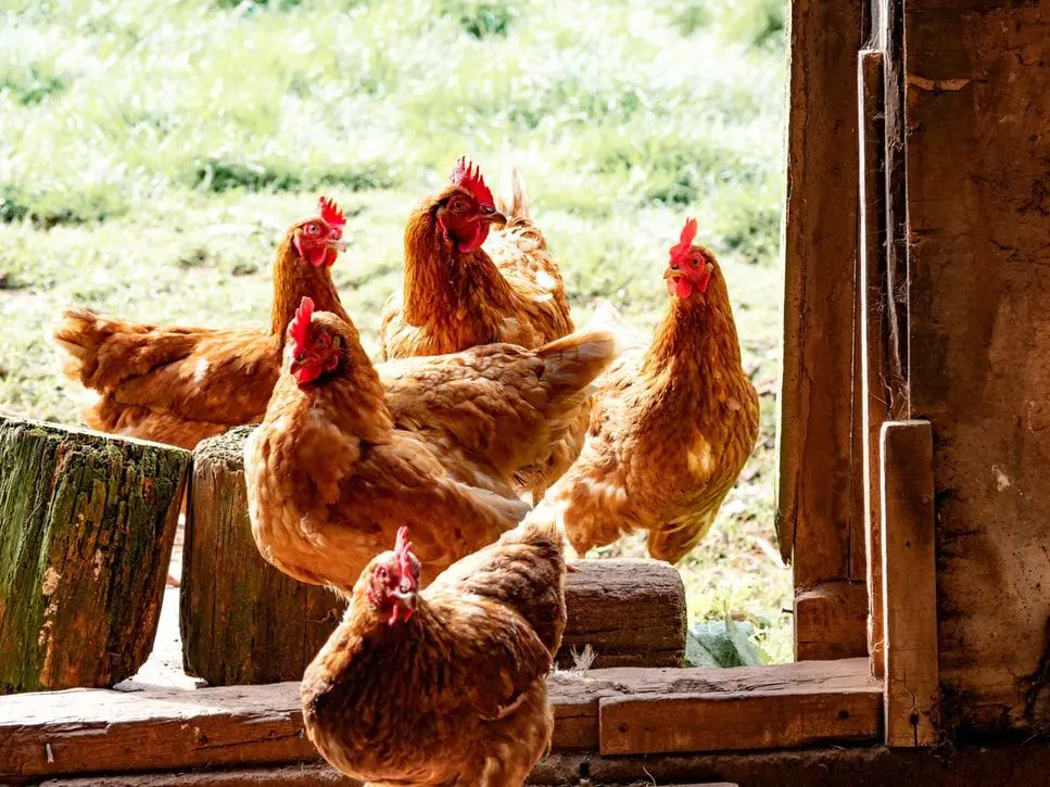 el mercado de las aves de corral